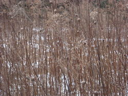 FEILD OF GOLDENROD